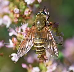 Pangonius pyritosus