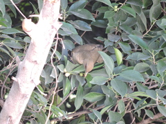 Turdus grayi