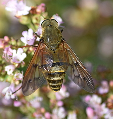 Pangonius pyritosus