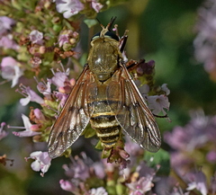 Pangonius pyritosus