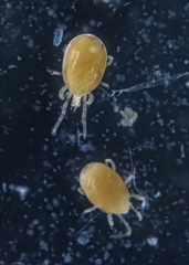 Neocnemidocoptes gallinae