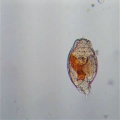 Philodina roseola