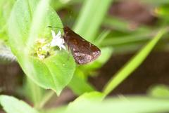 Ginungagapus ranesus