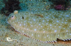 Solea senegalensis