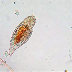 Philodina roseola