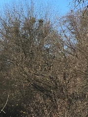 Nycticorax nycticorax