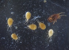 Neocnemidocoptes gallinae