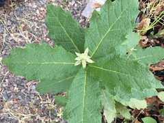 Quercus rysophylla