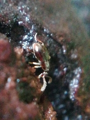 Scydmaeninae