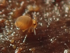 Sminthurinus aureus