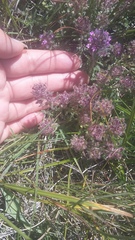 Thymus dzevanovskyi