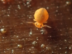Sminthurinus aureus