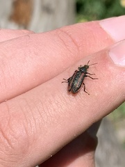 Astylus quadrilineatus