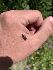 Astylus quadrilineatus