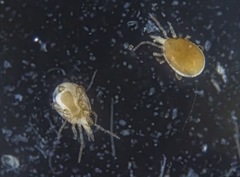 Neocnemidocoptes gallinae