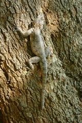 Agama lionotus