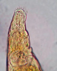 Philodina roseola
