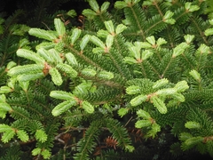 Abies fraseri