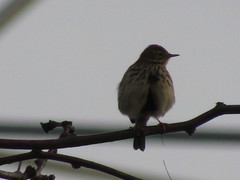 Anthus pratensis
