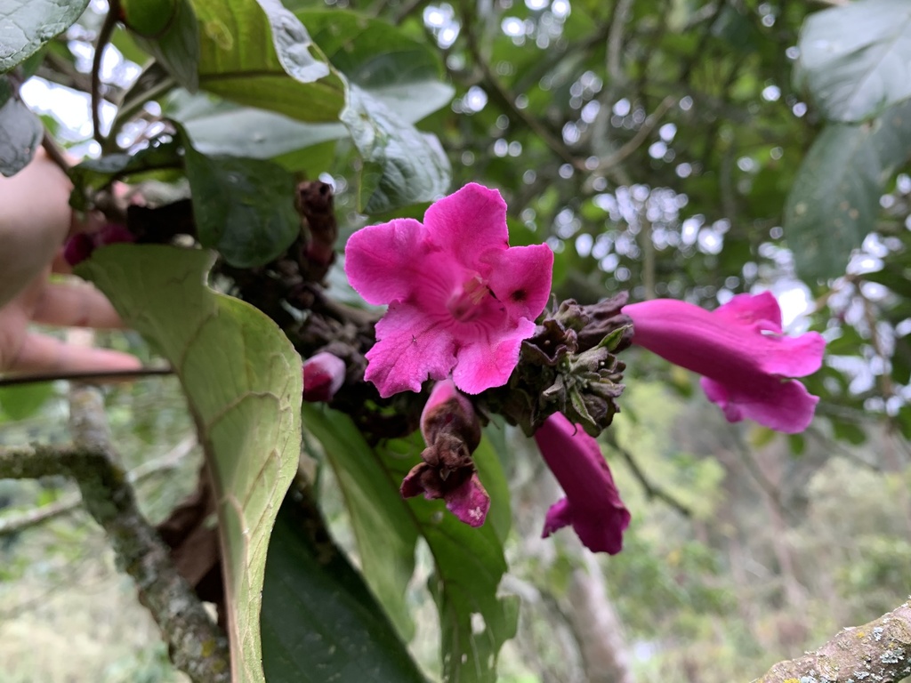 Delostoma integrifolium from Salento, Quindío, CO on December 18, 2020 ...