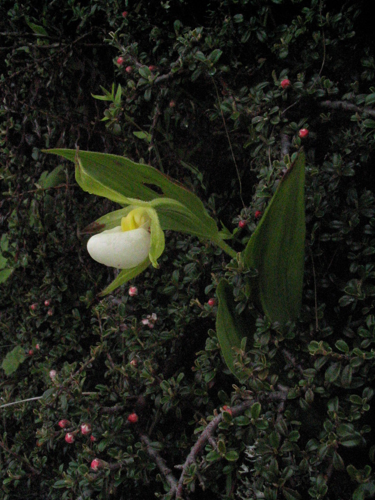 Cypripedium cordigerum D.Don 3
