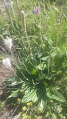 Plantago urvillei