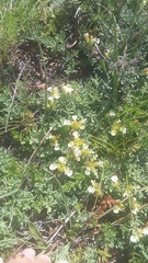 Teucrium montanum jailae