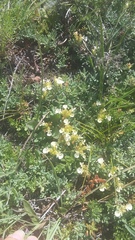 Teucrium montanum jailae