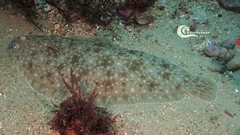 Solea senegalensis