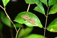 Amazonius germani