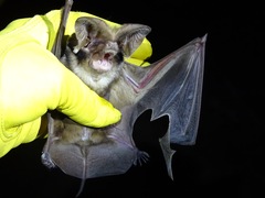 Otomops martiensseni