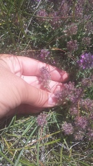 Thymus dzevanovskyi