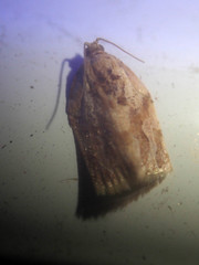 Adoxophyes privatana