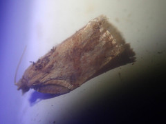 Adoxophyes privatana