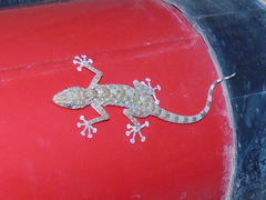 Ptyodactylus hasselquistii