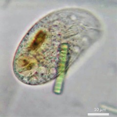 Trithigmostoma cucullulus