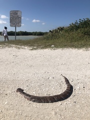 Agkistrodon russeolus
