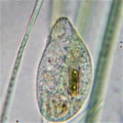 Trithigmostoma cucullulus