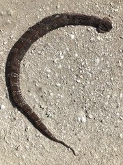 Agkistrodon russeolus