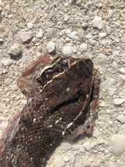 Agkistrodon russeolus