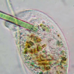 Trithigmostoma cucullulus