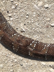 Agkistrodon russeolus