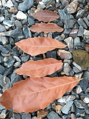 Quercus furfuracea