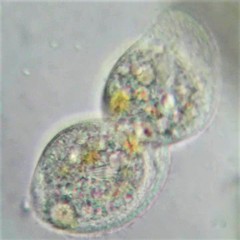 Trithigmostoma cucullulus