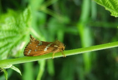 Phymatopus hecta