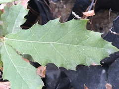 Quercus furfuracea