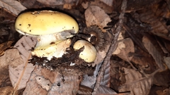 Cortinarius xanthodryophilus