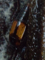 Tachinus subterraneus