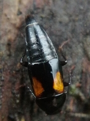 Tachinus subterraneus