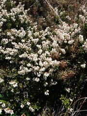 Gaultheria colensoi